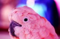 /album/galerie-photos/perroquet-rose-jpg/